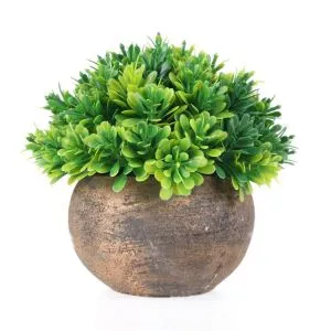 Love Wood Zelena biljka Bonsai